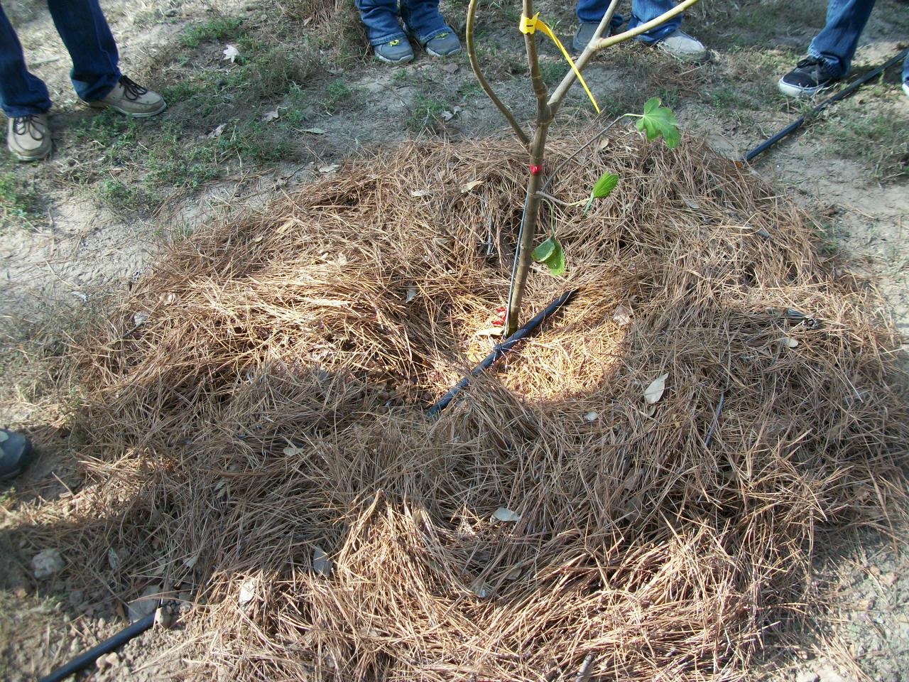 Orchard Planting Day