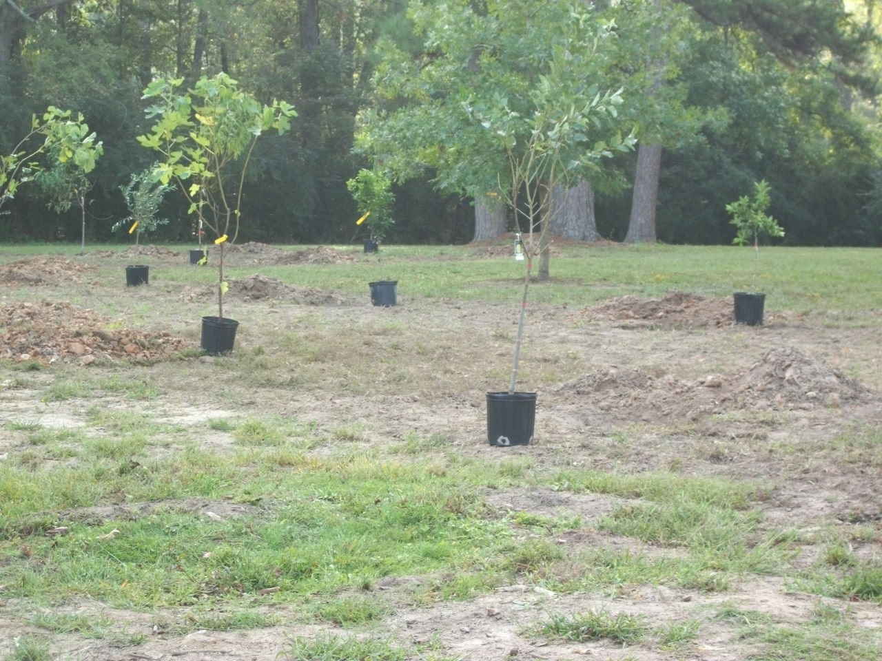 Orchard Planting Day
